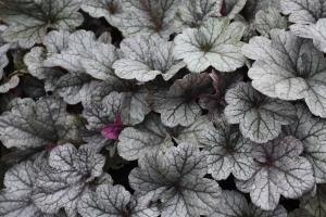 Heuchera 'Smoke and Mirrors'